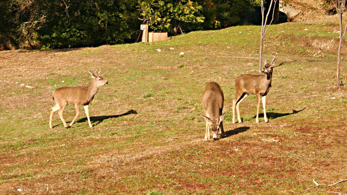 Three young bucks in a green and brown meadow with woods in the background.